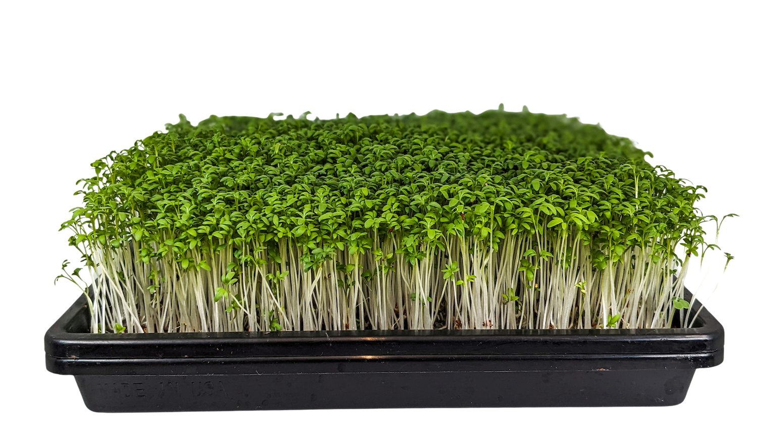 Micro Cress